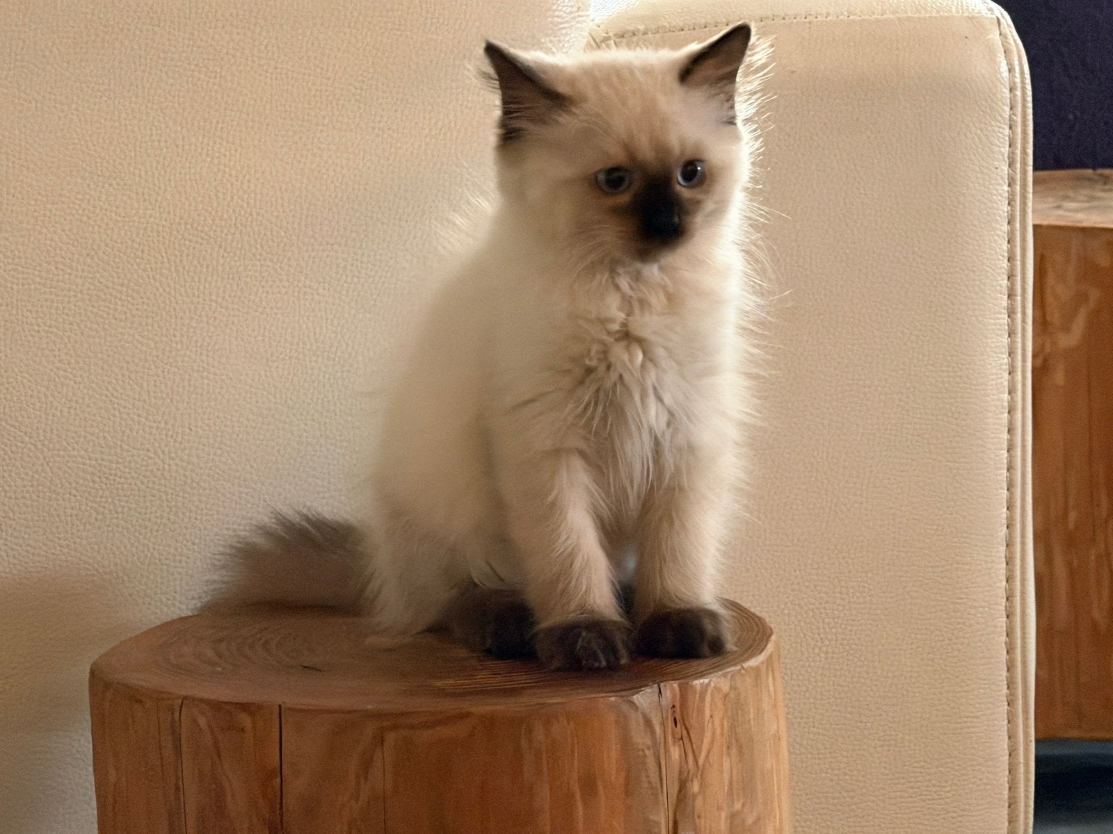 2 prachtige lieve ragdol kittens met stamboom, Dieren en Toebehoren, Meerdere dieren, Gechipt