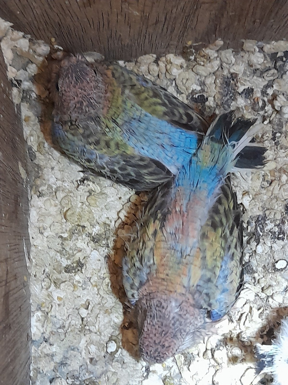 Bourkes van 2026 met veel blauw Bourks zijn geringd, Geslacht onbekend, Parkiet, Geringd