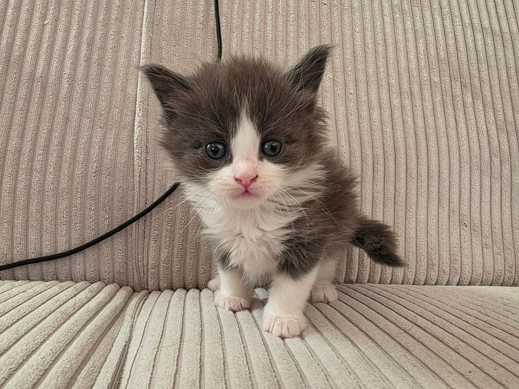 Maine coon kittens, Meerdere dieren, Gechipt