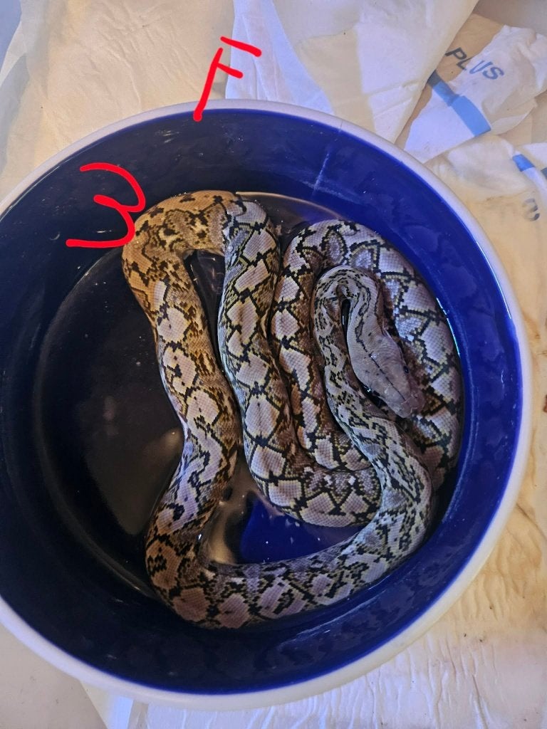 POUR  Snakeday  python reticulatus KAROMPA  super nain F1 Reticulated Python photo 4