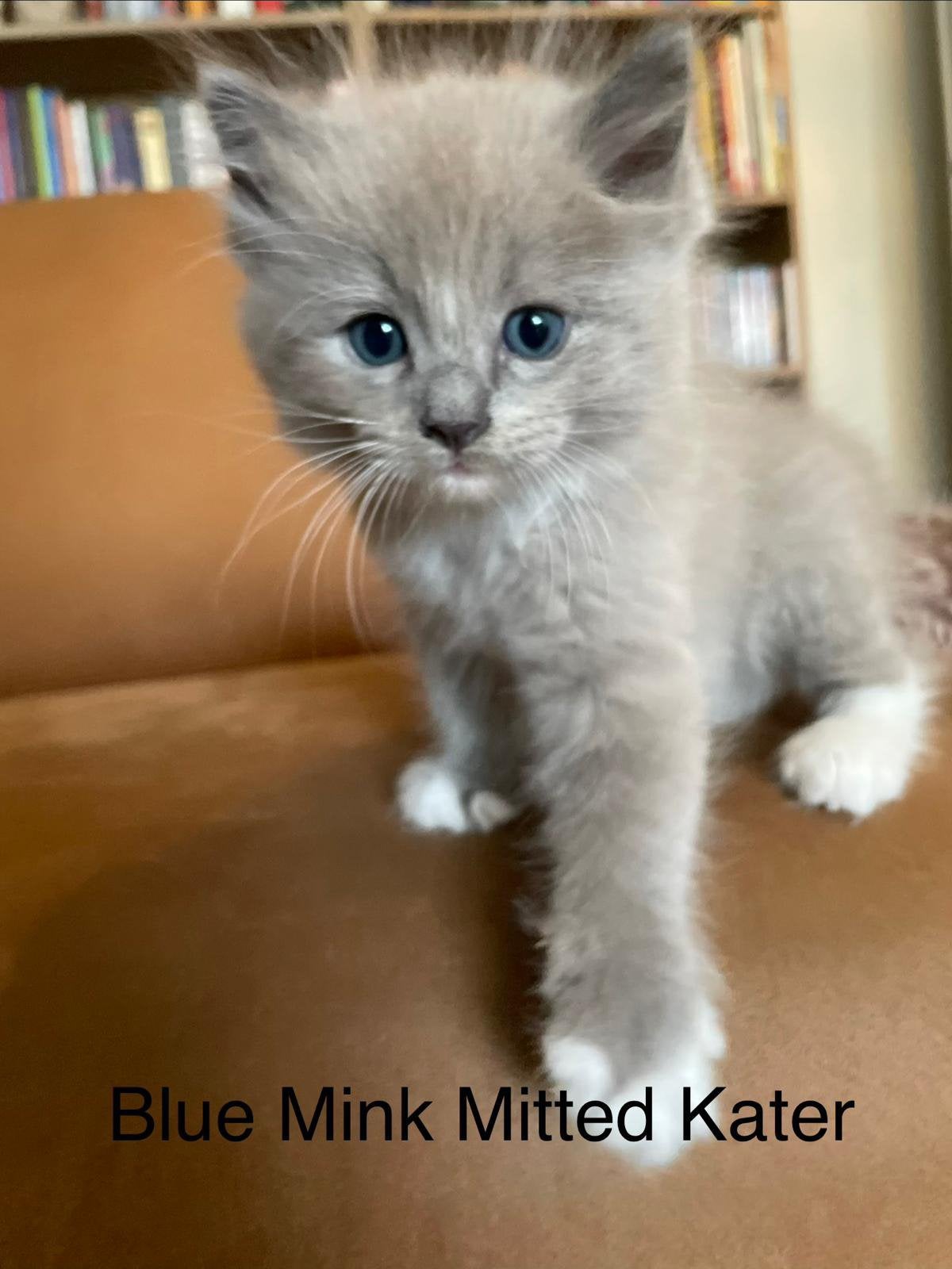 Ragdollkittens, stamboom, getest, zeldzame  kleur, fawn, Dieren en Toebehoren, Meerdere dieren, Langharig, 0 tot 2 jaar