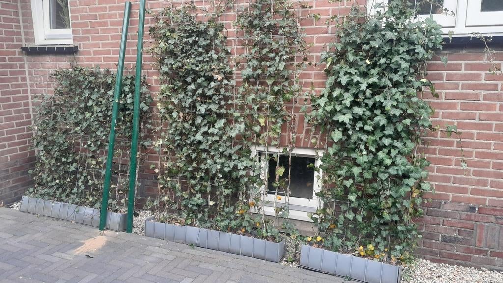 Kant-en-klaar Hedera Klimop Haag - Diverse Maten, Ophalen, Vaste plant, Bloeit niet, Halfschaduw