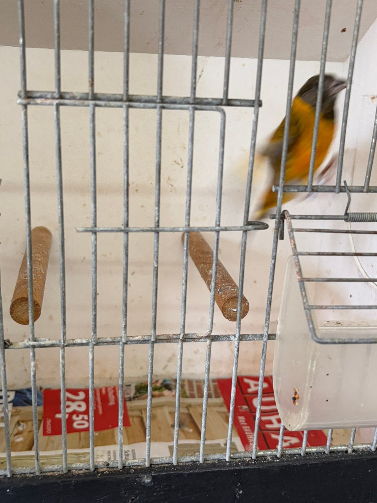 F 1 sijs, Mannelijk, Wildzangvogel
