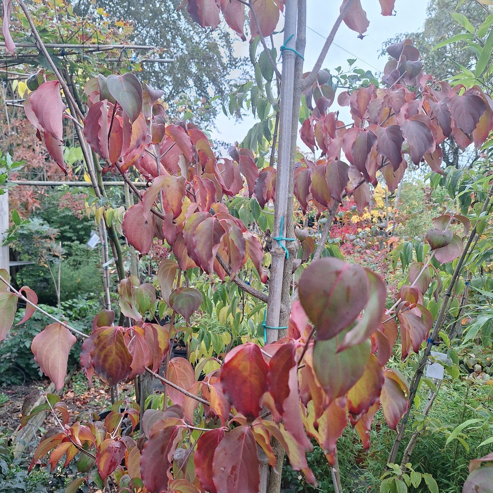 Japanse Kornoelje (Cornus kousa) - Prachtige Herfstkleuren, Tuin en Terras, Overige soorten, Lente, 100 tot 250 cm, Ophalen