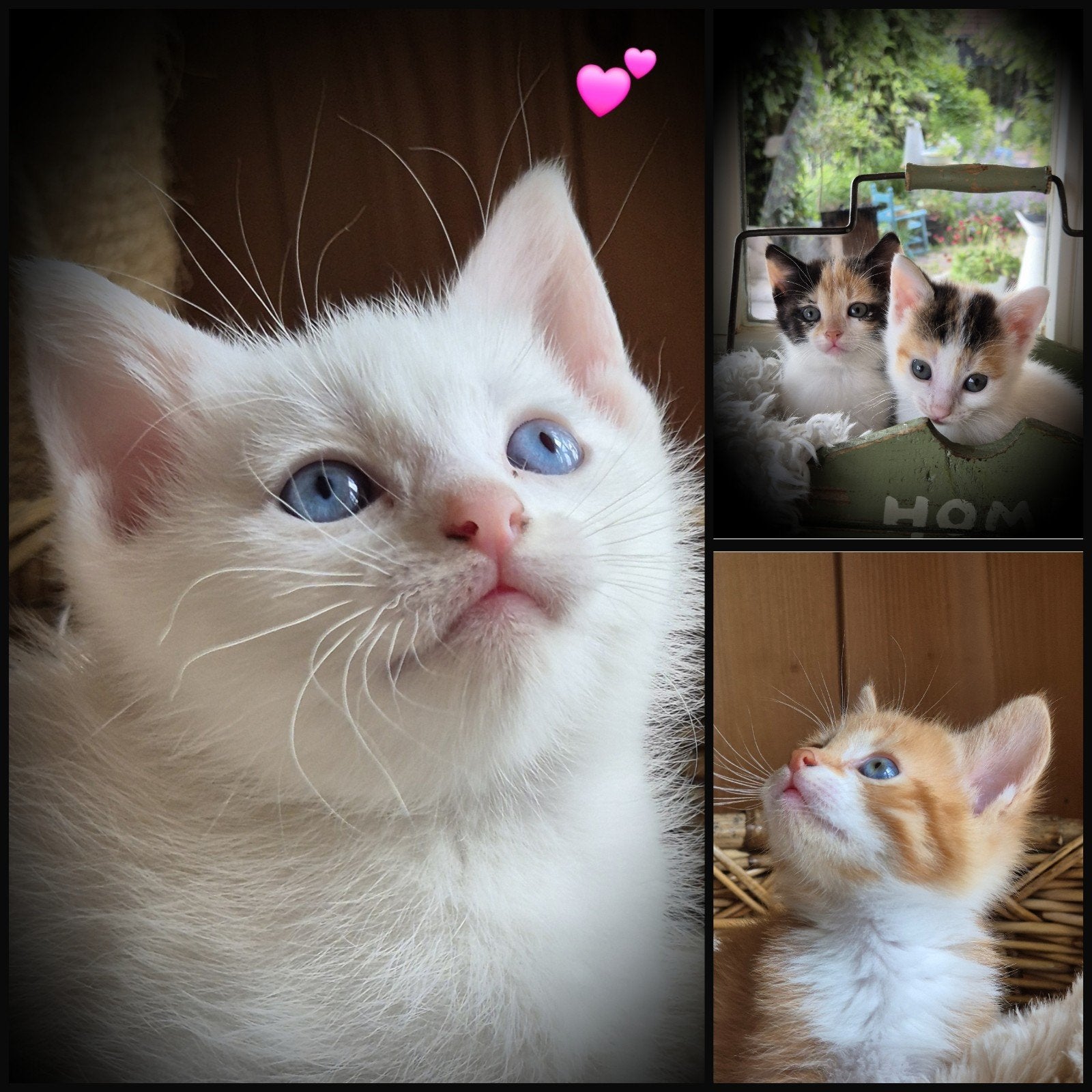 Lieve witte kittens / lapjespoesje / rood katertje / ingeent, Dieren en Toebehoren, Katten en Kittens | Overige Katten, Kortharig