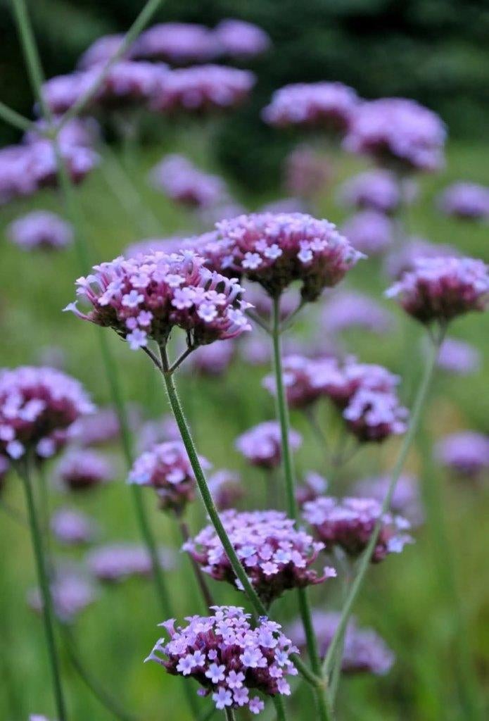 Verbena zaailingen gratis, Tuin en Terras, Volle zon, Tweejarig, Zomer, Ophalen