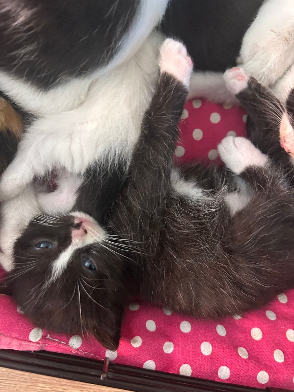 Kittens, Dieren en Toebehoren, Katten en Kittens | Overige Katten, Meerdere dieren
