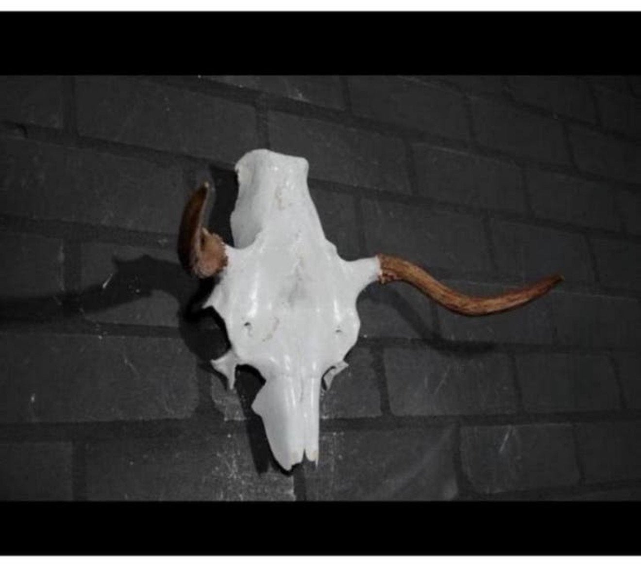 Eland Schedel Large Northern Elk Moose skull - Alces alces, Verzamelen, Dierenverzamelingen, Ophalen of Verzenden, Schedel