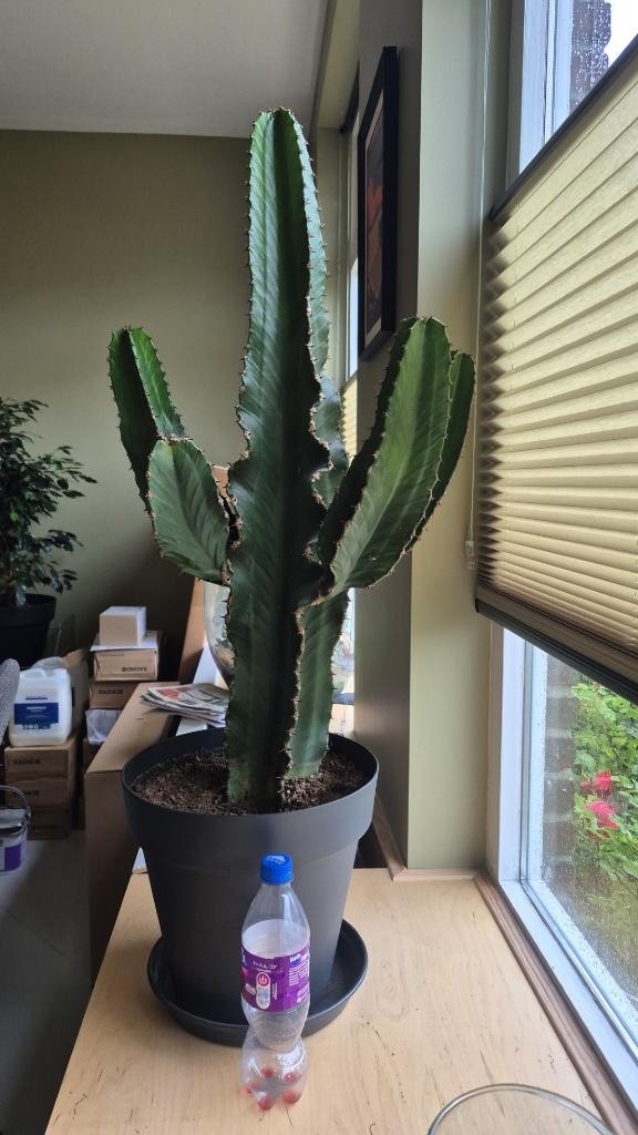 twee zeer fraaie cactussen inclusief pot, Ophalen, Cactus, Volle zon, Minder dan 100 cm