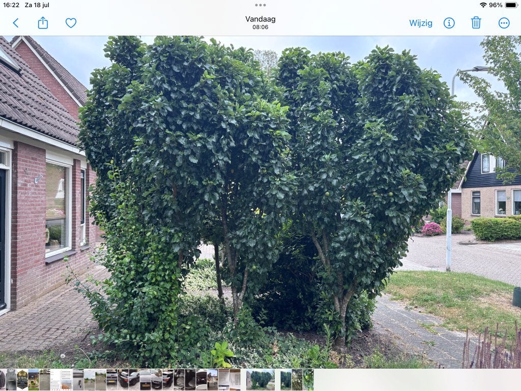 Te koop vruchtdragende perenbomen  3 meter hoog, Ophalen, 250 tot 400 cm, Perenboom, Lente