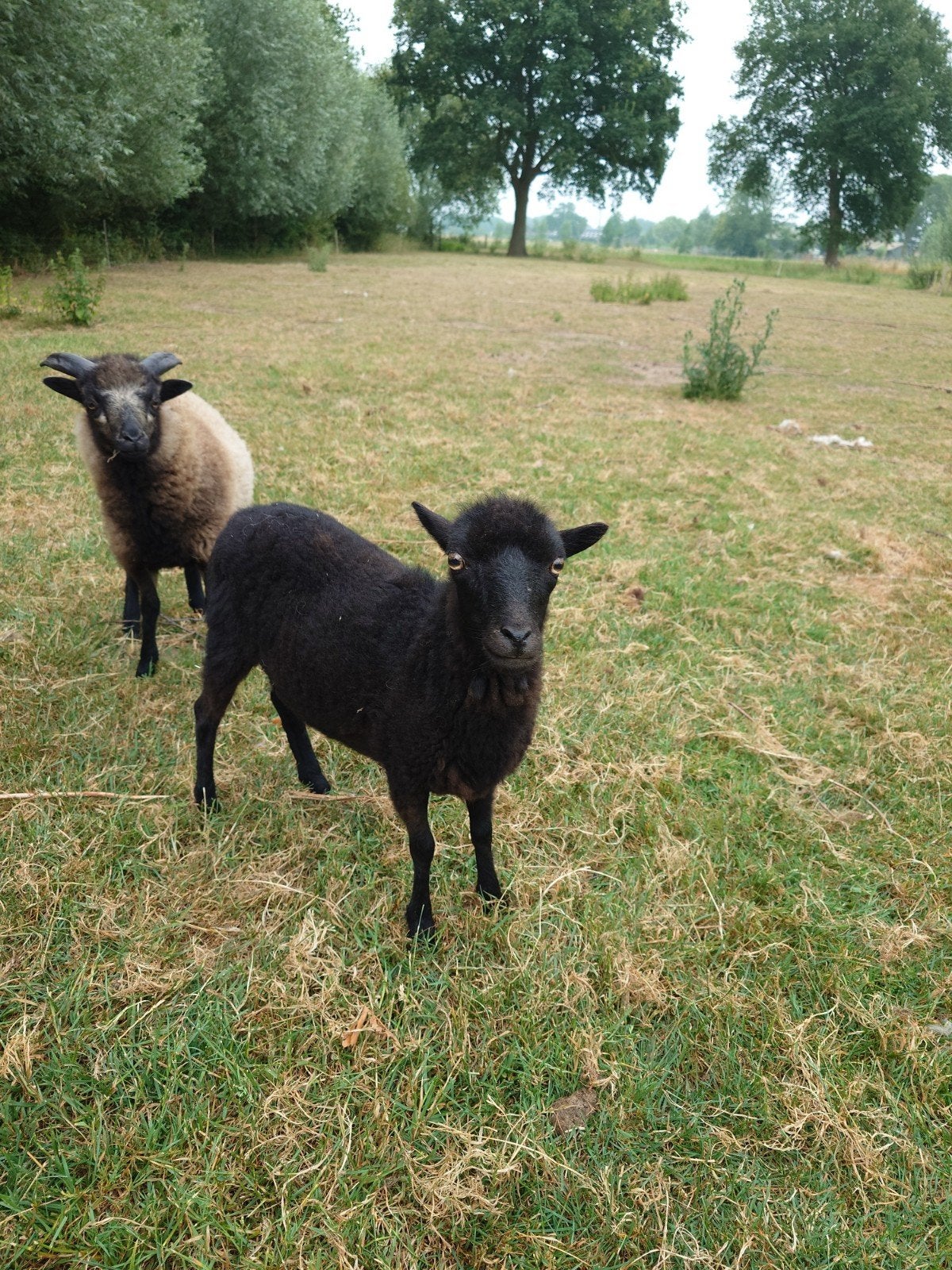 Ouessant ooi 2025, Dieren en Toebehoren, Vrouwelijk, Schaap, 0 tot 2 jaar
