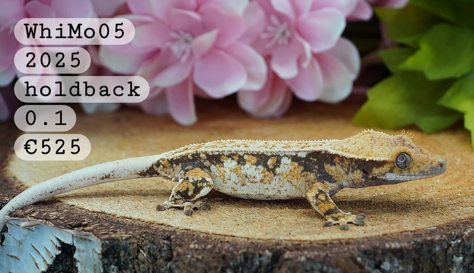 Wimpergekko Dame C.Ciliatus Crested Gecko - female for sale from Colourful Exotics