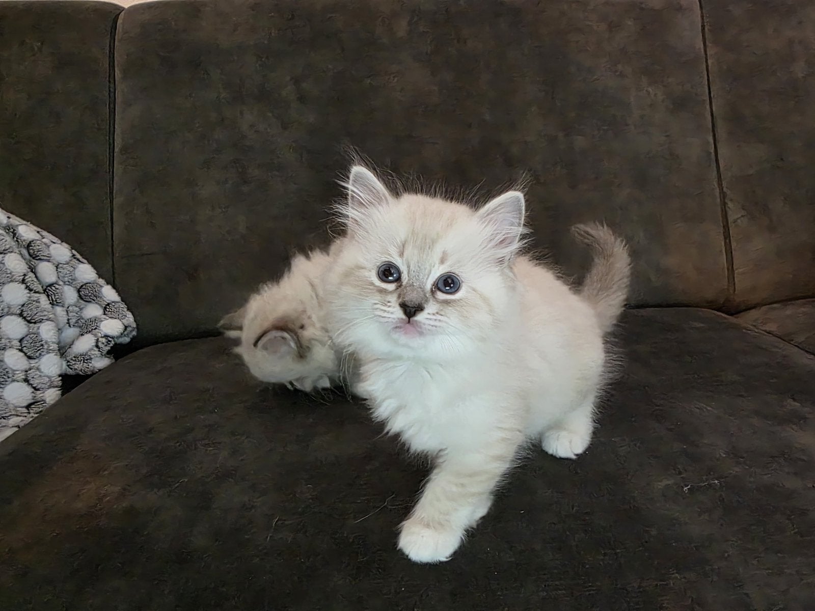 Lieve ragdoll kittens te koop, Dieren en Toebehoren, Katten en Kittens | Raskatten | Langhaar, Meerdere dieren, 0 tot 2 jaar, Gechipt