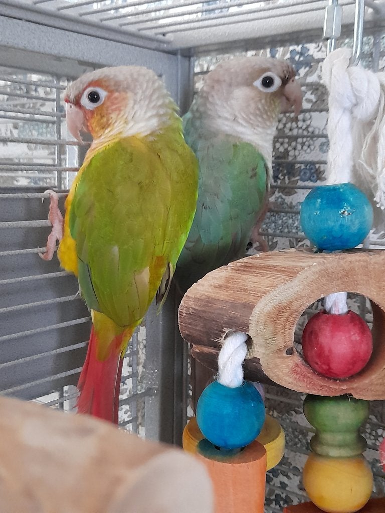 2 prachtig gekleurde jonge pyrrhura's !, Meerdere dieren, Parkiet, Geringd