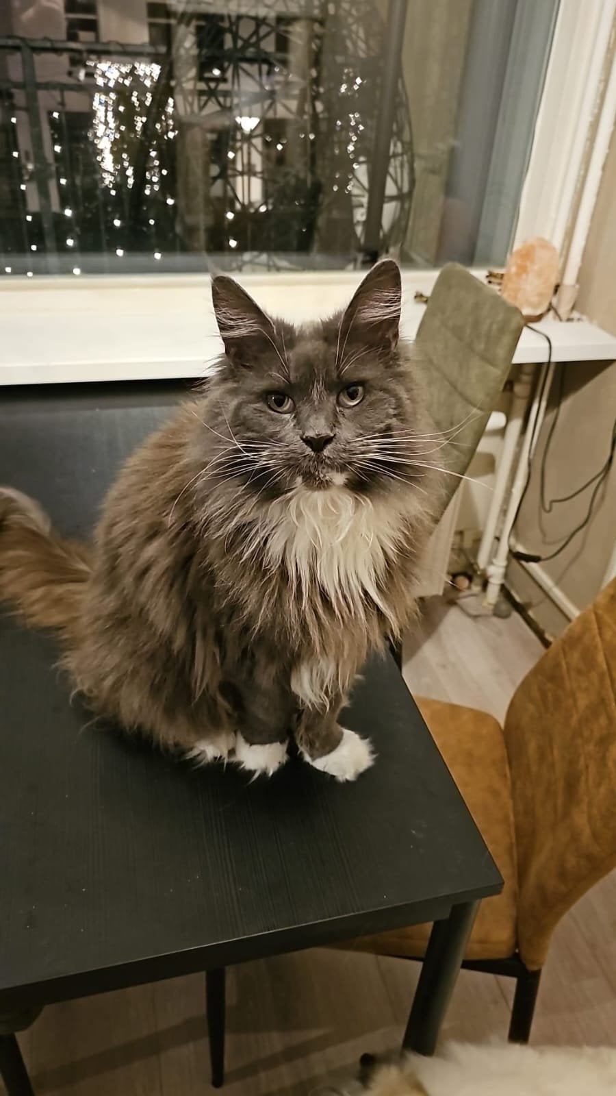 Vrouwtjes Maine Coon nieuw huis gezocht, Dieren en Toebehoren, Katten en Kittens | Raskatten | Langhaar, Poes, Gechipt, 6 jaar of ouder