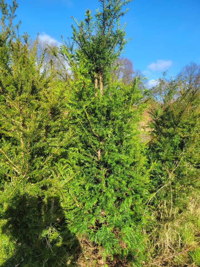 Taxus Baccata, Tuin en Terras, Planten | Struiken en Hagen, Ophalen of Verzenden, Taxus