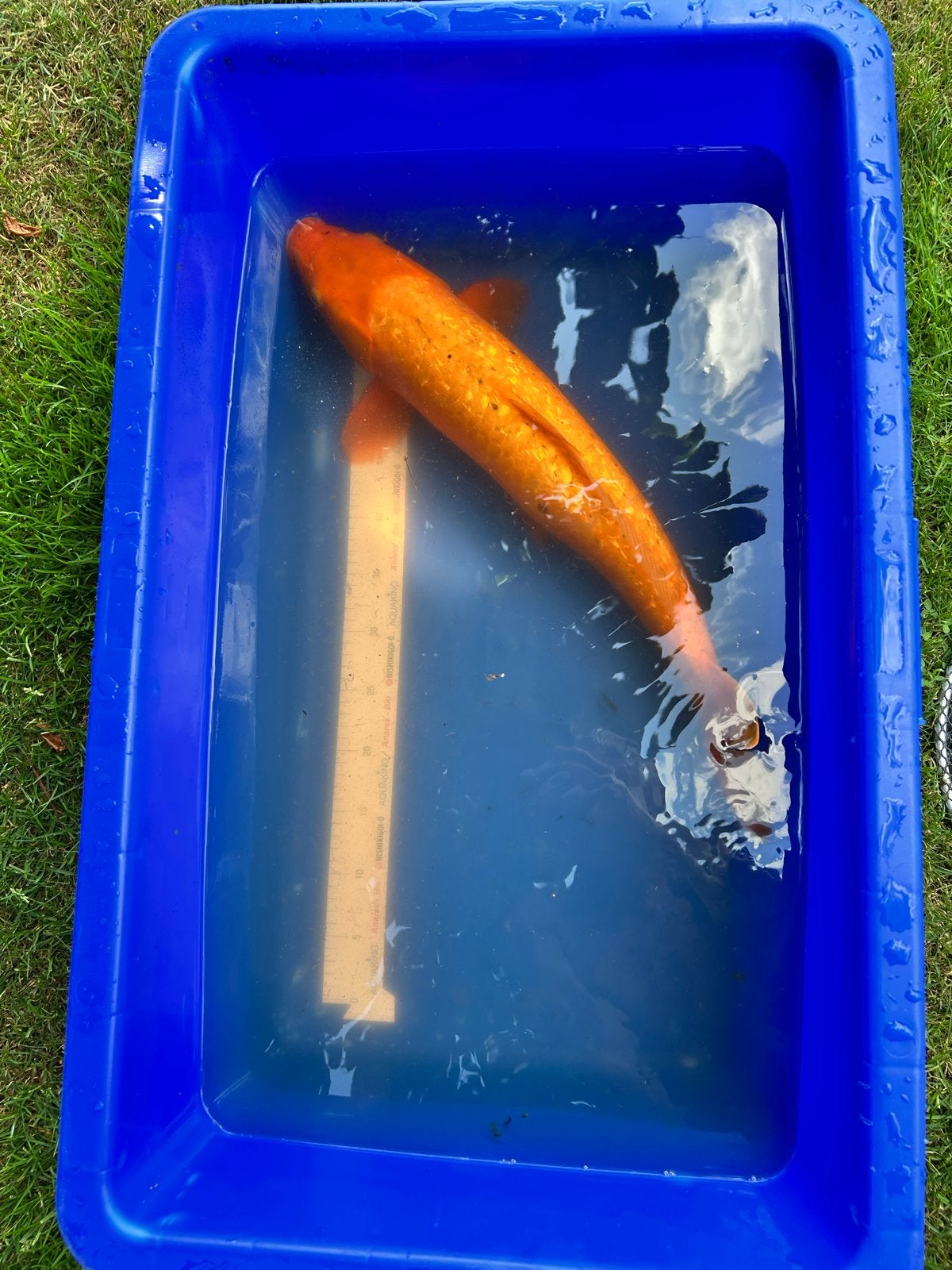 Benikoi ginrin ( Japanse koi), Dieren en Toebehoren, Karper of Koi
