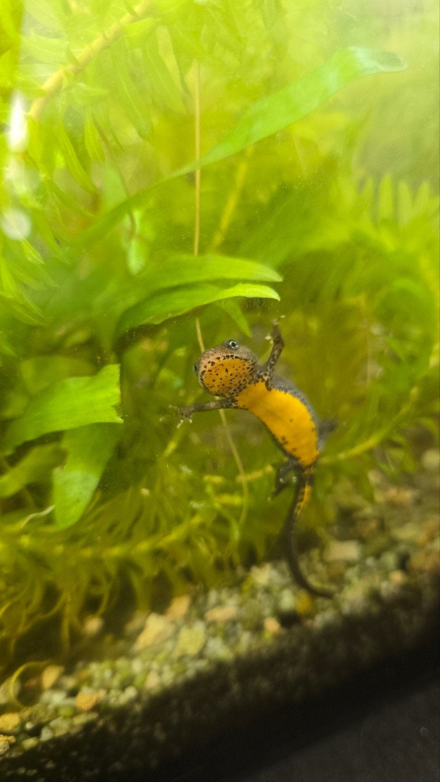 Salamander & kikkertjes (evt. met aquarium), Maart