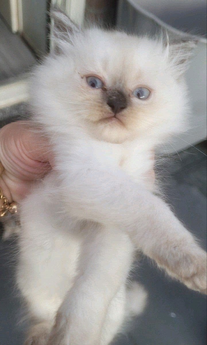 ragdoll/Britse langehaar kittens met vaccineren boek, Dieren en Toebehoren, Meerdere dieren, Ontwormd, 0 tot 2 jaar
