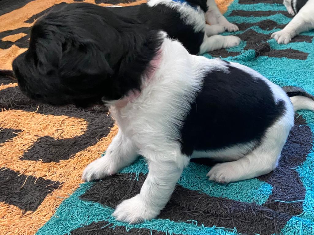 Friese Stabij pups, Parvo, 8 tot 15 weken, Meerdere, Meerdere dieren