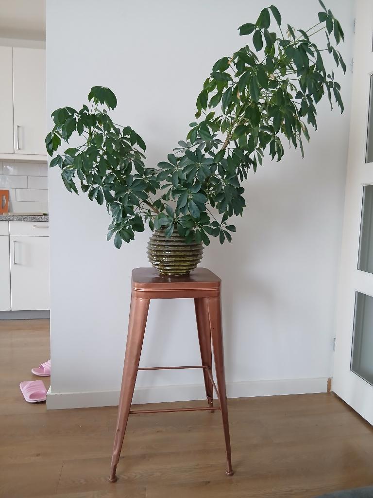 Planten tafel, Huis en Inrichting, Tafels | Bijzettafels, Ophalen, Urban chiqeu, Metaal of Aluminium, Vierkant