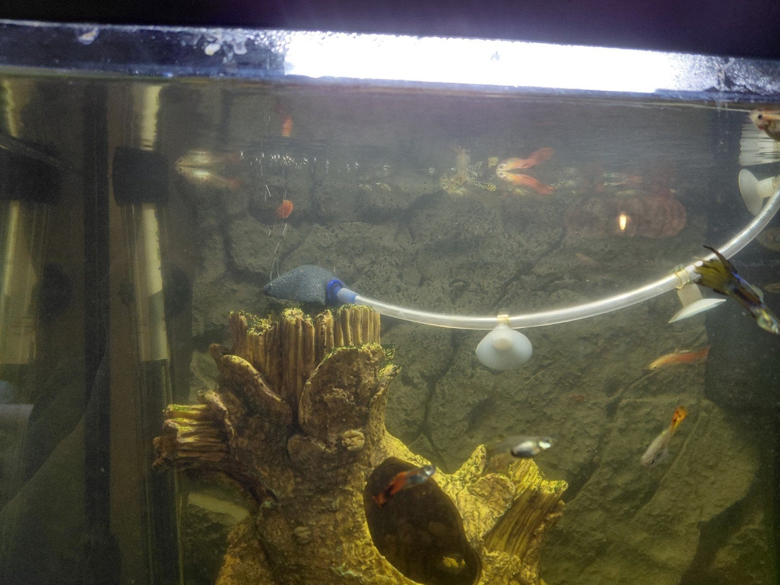 gratis af te halen mannen guppies, Dieren en Toebehoren, Vis