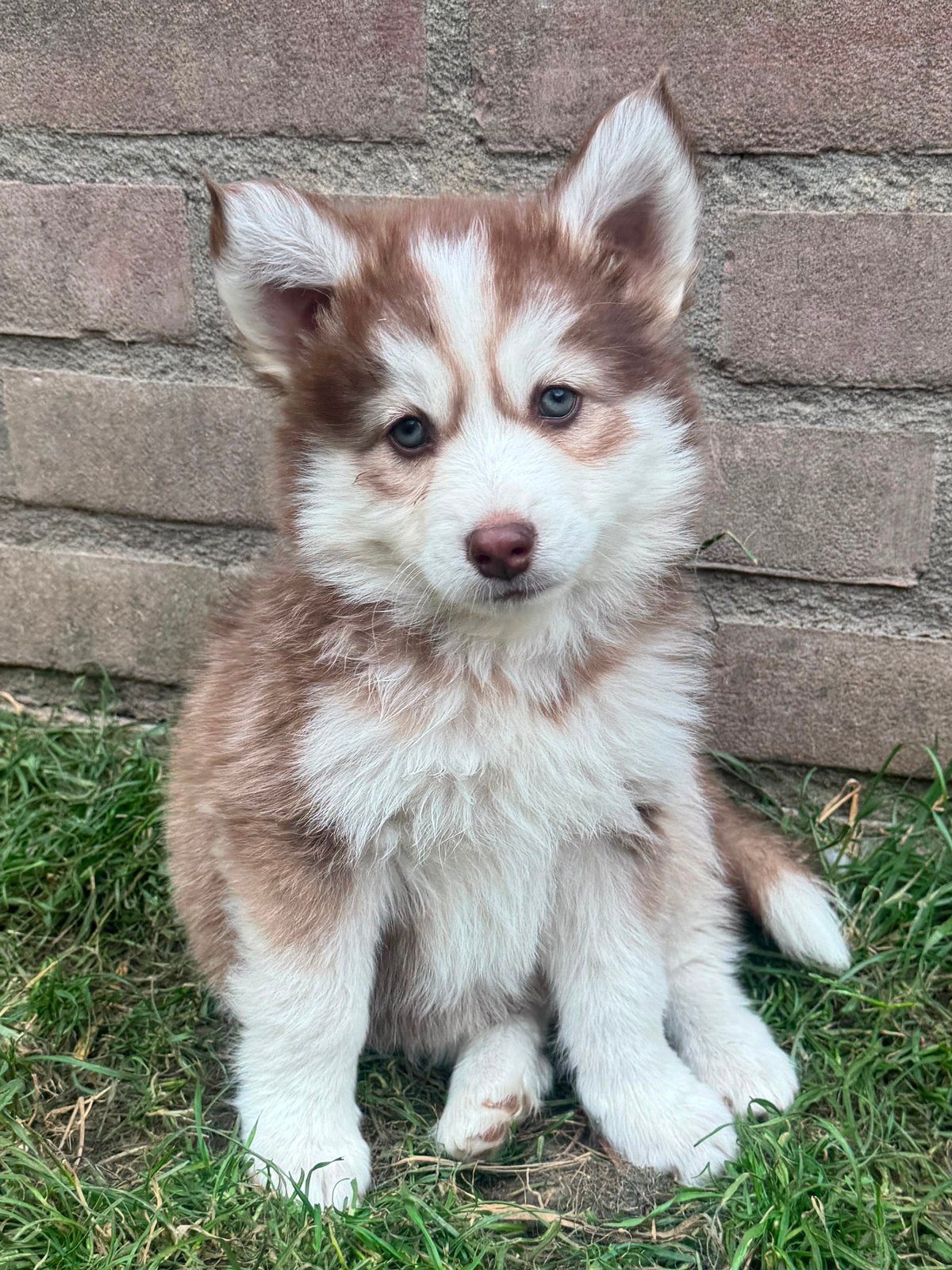 Lieve, schattige Pomsky pups mogen verhuizen, Overige rassen, 8 tot 15 weken, Parvo, Meerdere