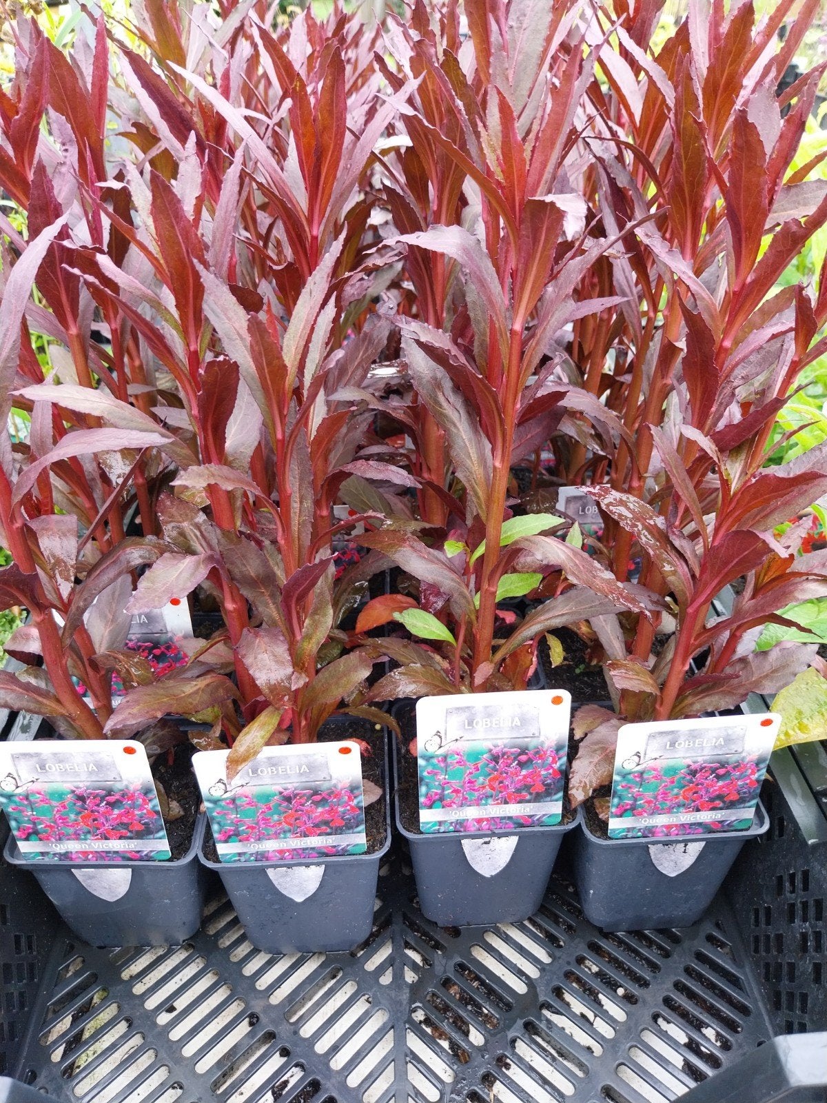 Lobelia 'Queen Victoria' - Prachtige Rode Bloemen, Tuin en Terras, Volle zon, Vaste plant, Zomer, Ophalen
