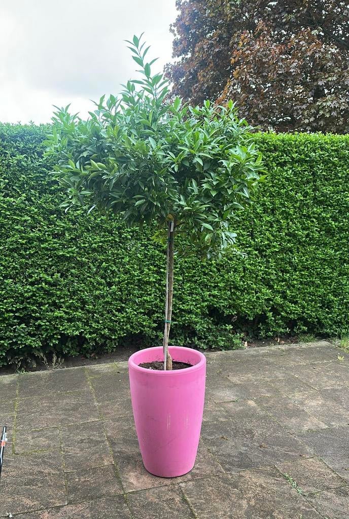 1 x cirtus in roze bak en 1 x lege verlichte bloom bak, Ophalen, Overige soorten, Volle zon, In pot