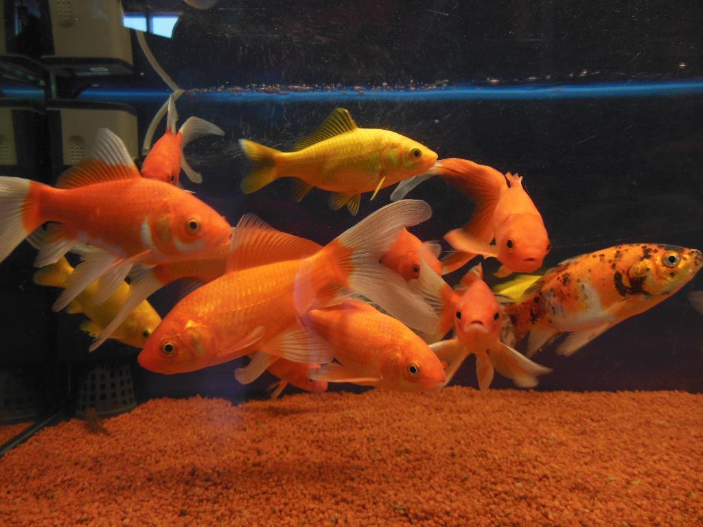 Super grote goudvissen en shubunkin's tot wel 30 cm!, Goudvis(sen)