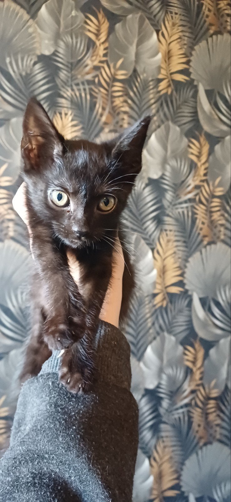 kittens, LAATSTE KATER MOET WEG!, Dieren en Toebehoren, Meerdere dieren, Kortharig, 0 tot 2 jaar