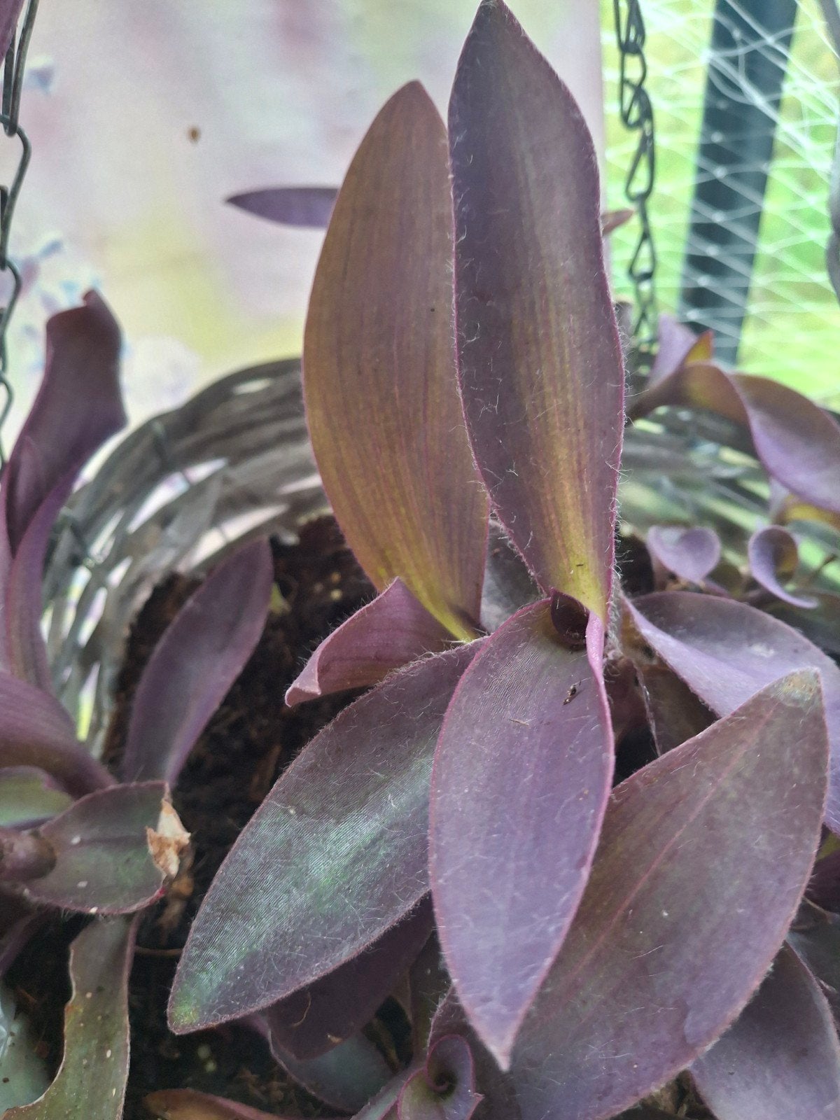 Stekken van tradescantia pallida, Volle zon, Vaste plant, Zomer, Ophalen