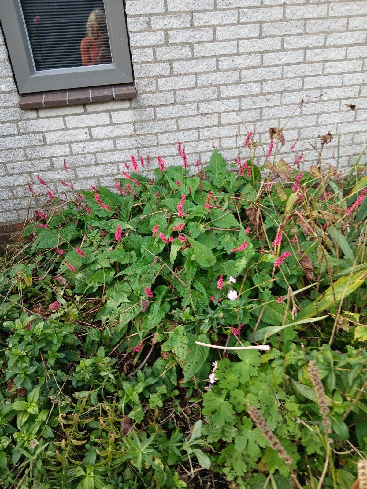 Phlomis, Persicaria, Herfstasters, hartgespan, Tuin en Terras, Volle zon, Vaste plant, Herfst, Ophalen