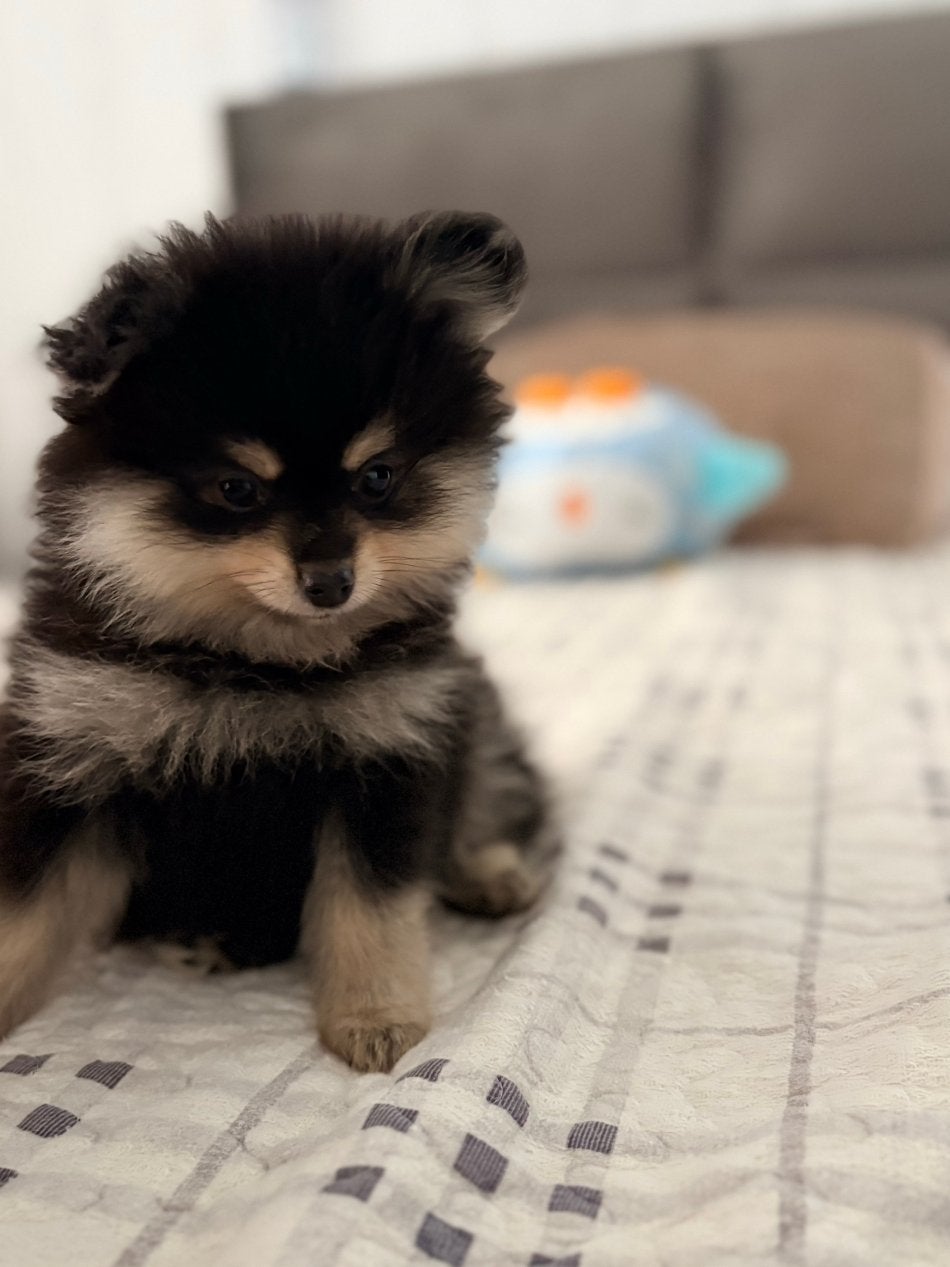 Pomeriaan pups mogen verhuizen, Dieren en Toebehoren, Overige rassen, 8 tot 15 weken, Meerdere, Meerdere dieren