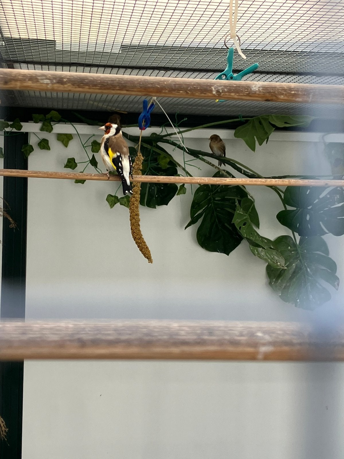 Majoor putter pop geringd met dna van 2026, Dieren en Toebehoren, Vrouwelijk, Wildzangvogel, Geringd