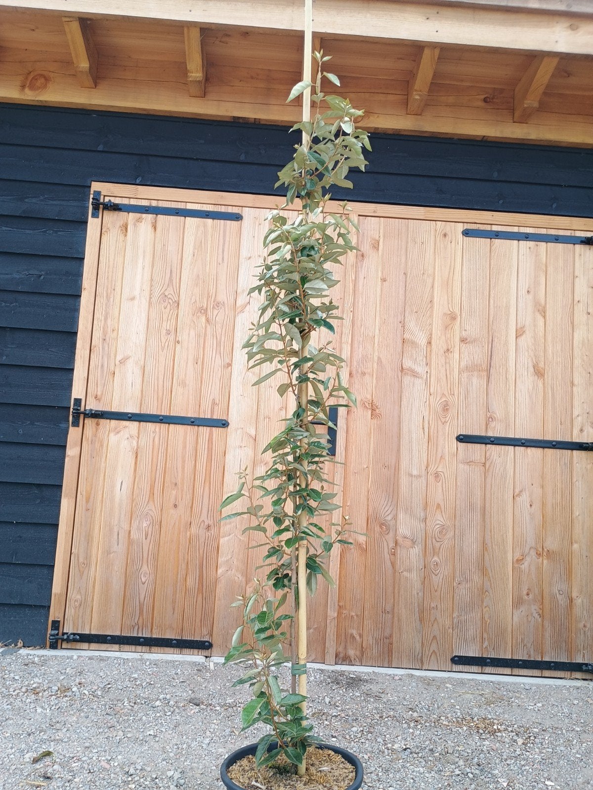 Eliagnus struik - Olijfwilg in pot, Ophalen, Overige soorten, Struik, 250 cm of meer