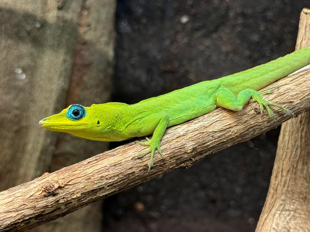 1.1 Phelsuma pasteuri, 1.2 Anolis trinitatis, Dieren en Toebehoren, Hagedis, 3 tot 6 jaar