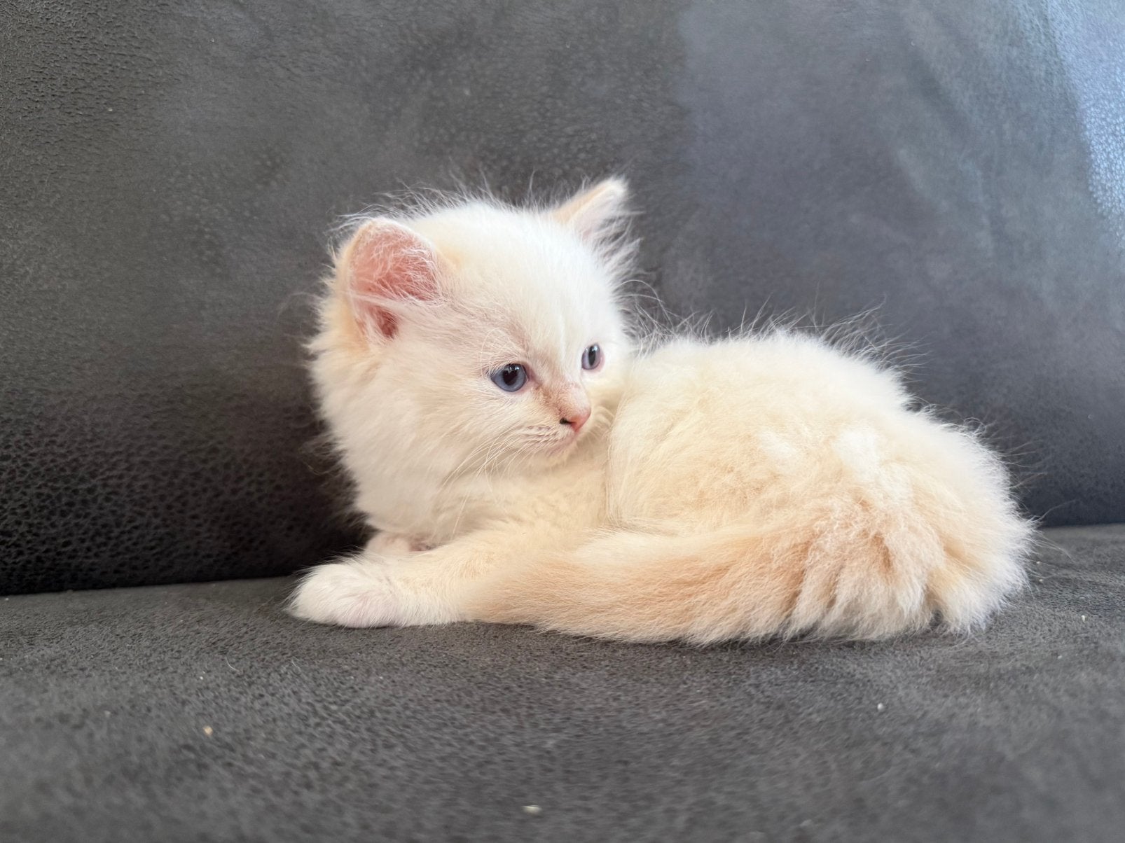 2 Ragdoll katertjes, Dieren en Toebehoren, Katten en Kittens | Raskatten | Langhaar, Kater, 0 tot 2 jaar, Gechipt, Ontwormd, Ingeënt