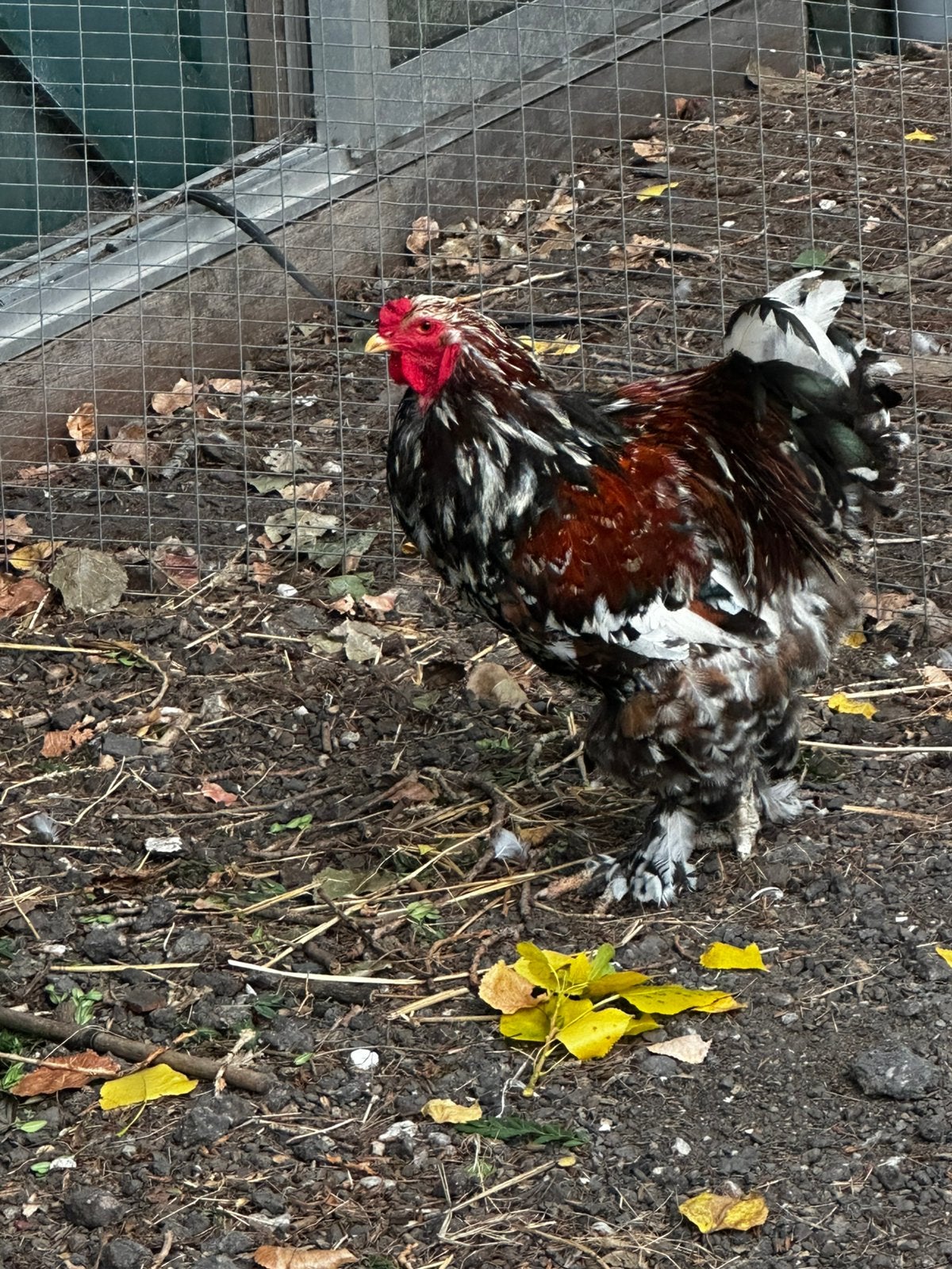 Brahma haan, Mannelijk, Kip