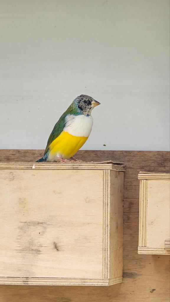 Zwartkop witborst gouldamadine mannen, Mannelijk, Tropenvogel