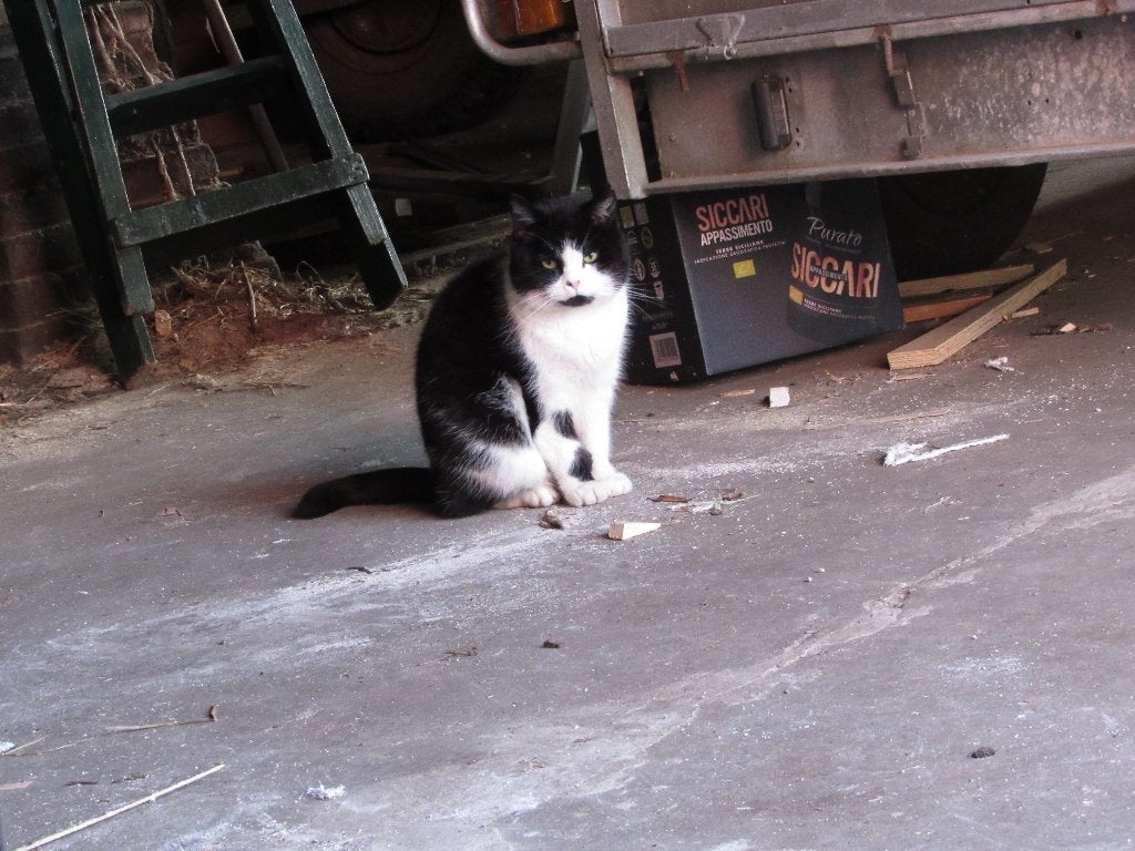 Voor mijn 2 boerenkatten zoek ik met spoed een ander huis, Meerdere dieren, Kortharig, 6 jaar of ouder