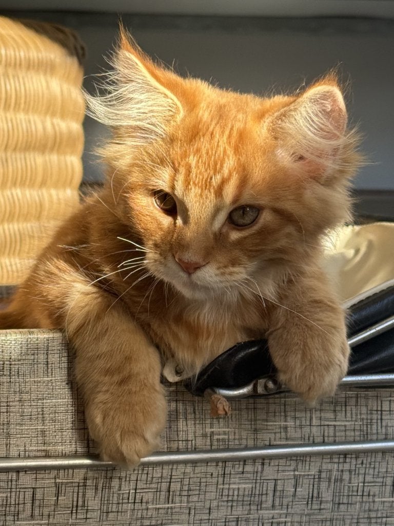 Prachtige rode Maine Coon kittens, Meerdere dieren, Gechipt, 0 tot 2 jaar