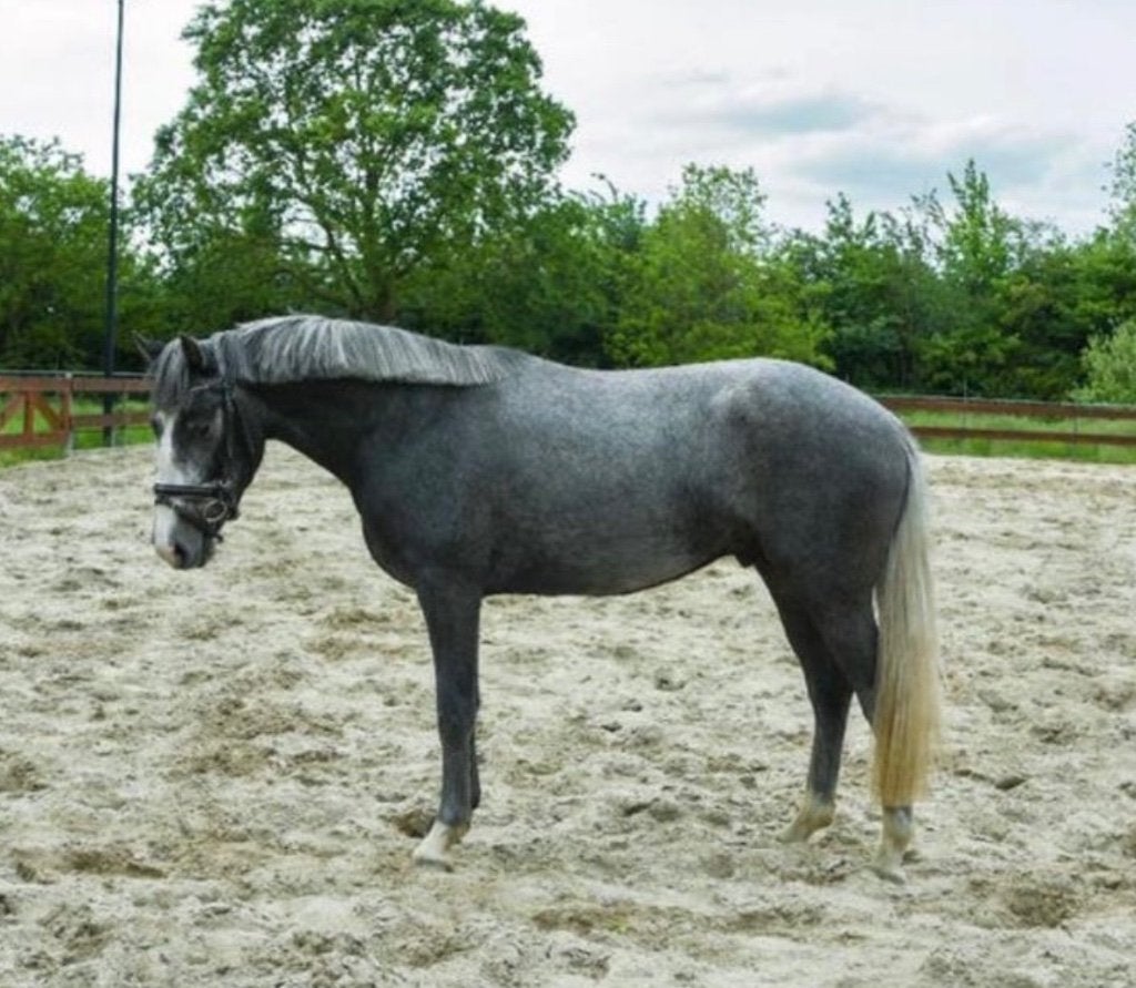 Lieve 3-jarige D-pony, Ophalen, Overige soorten