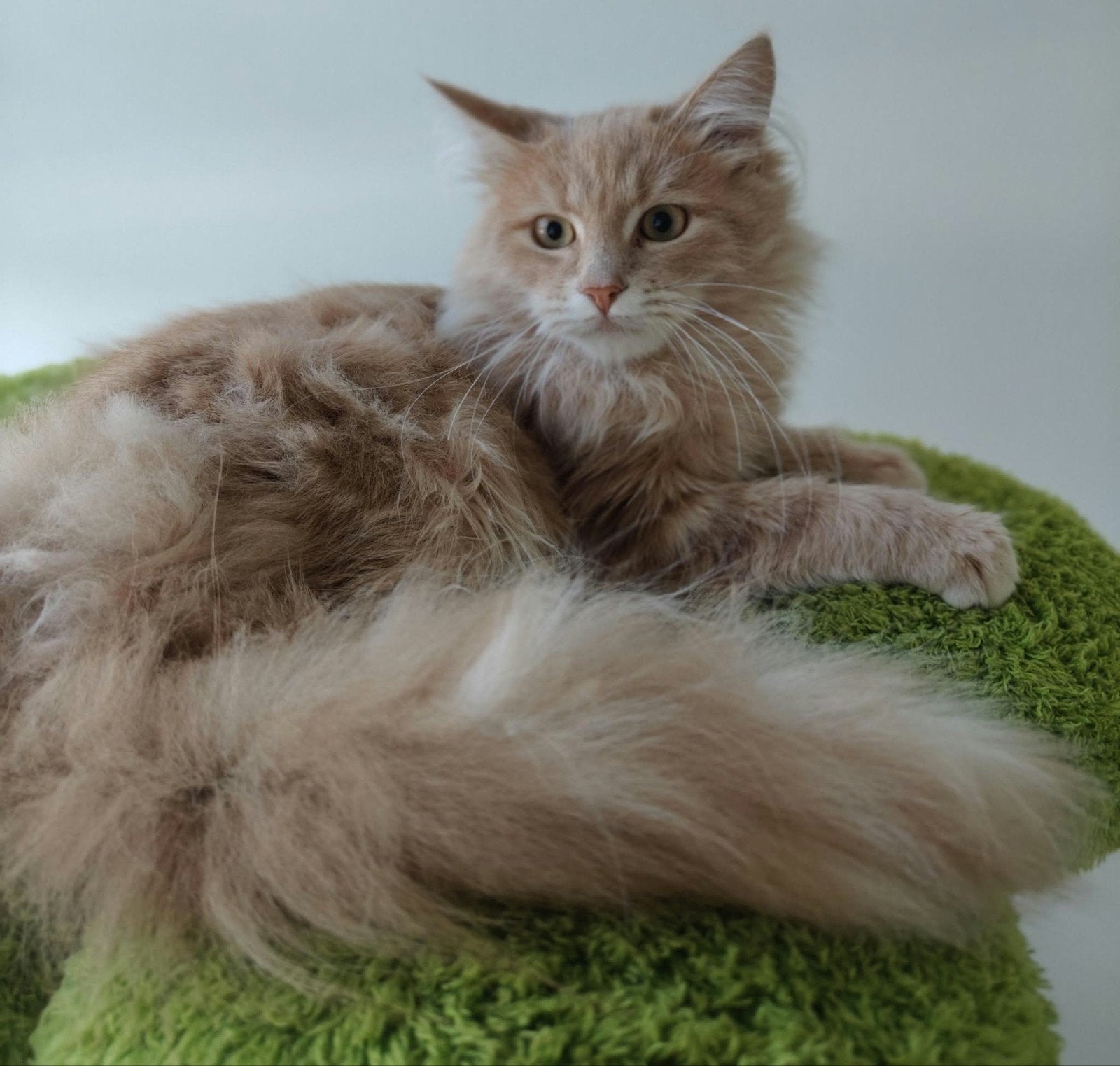 Siberische kitten katertje beschikbaar, Kater, Gechipt, 0 tot 2 jaar