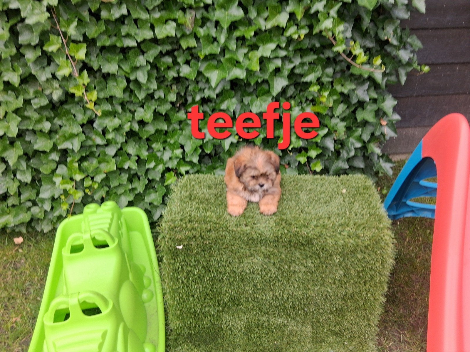 Te koop mooie kleinblijvende boomer pups, Dieren en Toebehoren, Parvo, Overige rassen, 8 tot 15 weken, Meerdere