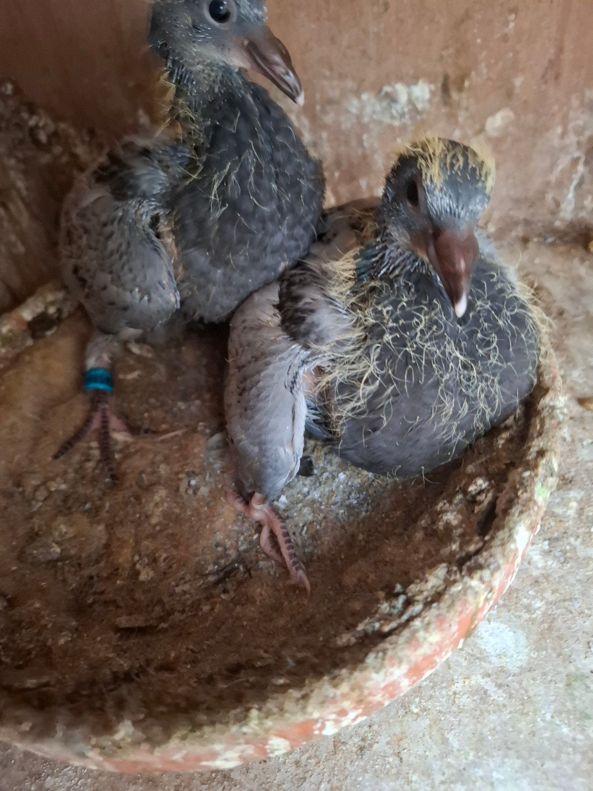 Jonge, Dieren en Toebehoren, Vogels | Duiven, Meerdere dieren, Postduif