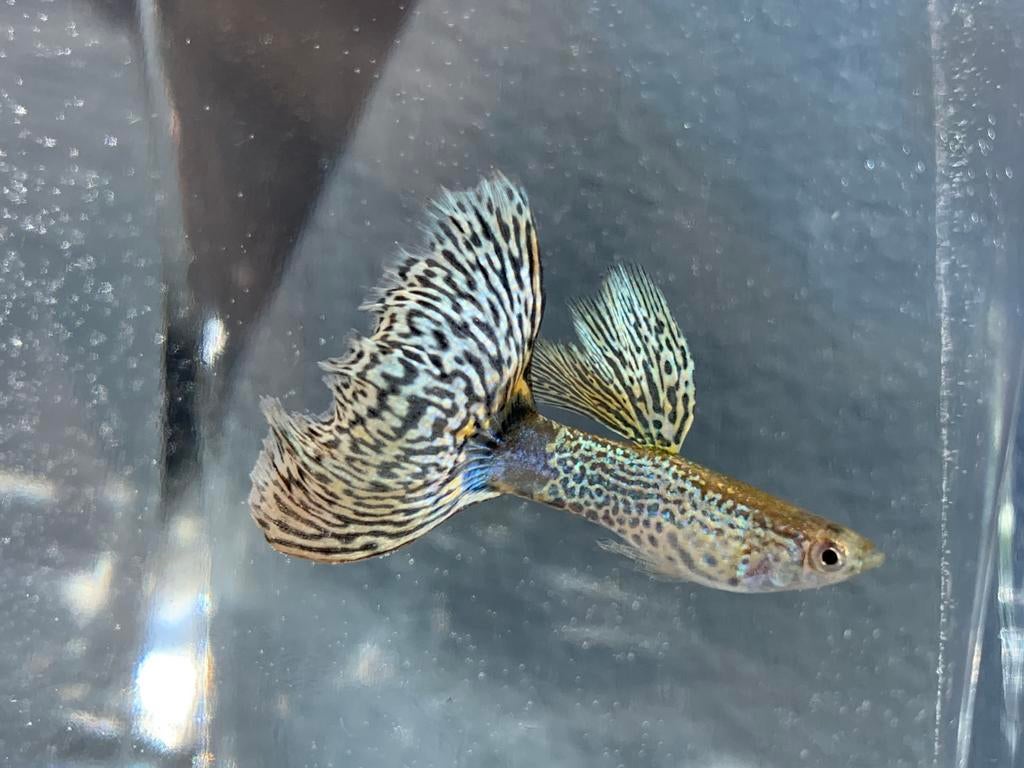 Snakeskin Green gup, Dieren en Toebehoren, Vissen | Aquariumvissen, Vis