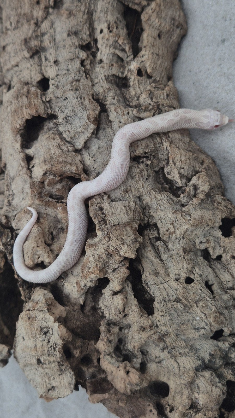 Haakneusslang Yeti (Snow conda) Hognose Snake photo 5