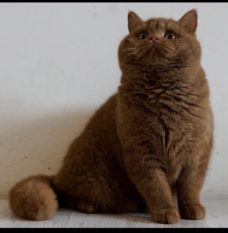 Cinnamon britse korthaar met stamboom, Poes, Met stamboom, 0 tot 2 jaar