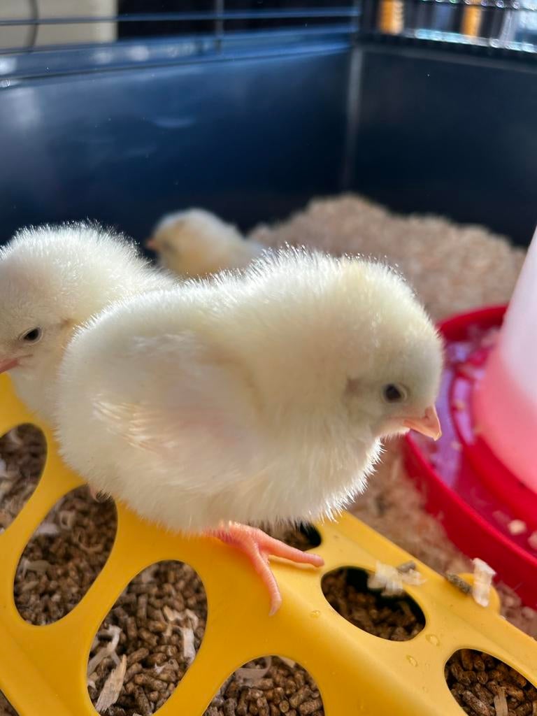 Kuikentjes leghorn (Beste legkip) wit en bond, Dieren en Toebehoren, Pluimvee, Geslacht onbekend, Kip